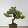Pinus thumbergii - B4280