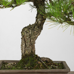 Pinus thumbergii - B4280