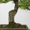 Pinus thumbergii - B4280
