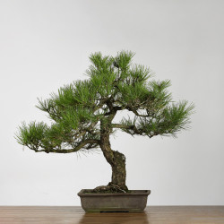 Pinus thumbergii - B4280