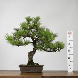 Pinus thumbergii - B4280