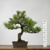 Pinus thumbergii - B4280