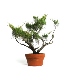 Juniperus spp. - B4585