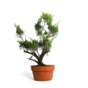 Juniperus spp. - B4585