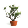 Juniperus spp. - B4585