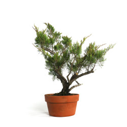 Juniperus spp. - B4585