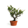 Juniperus spp. - B4585