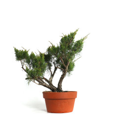 Juniperus spp. - B4586