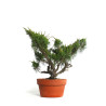Juniperus spp. - B4586
