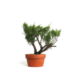 Juniperus spp. - B4586