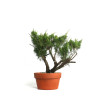 Juniperus spp. - B4586