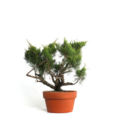 Juniperus spp. - B4586