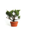 Juniperus spp. - B4586