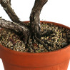Juniperus spp. - B4586