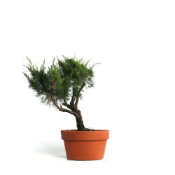 Juniperus spp. - B4587