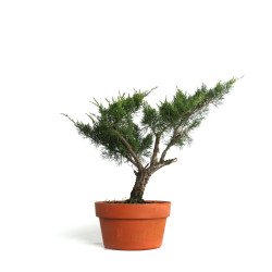 Juniperus spp. - B4587