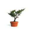 Juniperus spp. - B4587