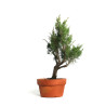 Juniperus spp. - B4587