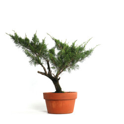 Juniperus spp. - B4587