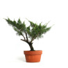 Juniperus spp. - B4587