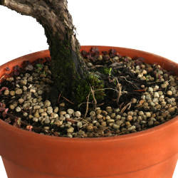 Juniperus spp. - B4587