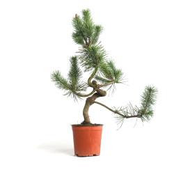 Pinus sylvestris - B4566