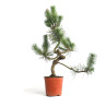 Pinus sylvestris - B4566