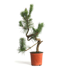 Pinus sylvestris - B4566