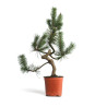 Pinus sylvestris - B4566