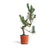 Pinus sylvestris - B4566