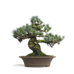 Pinus parviflora - B4604