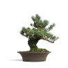 Pinus parviflora - B4604