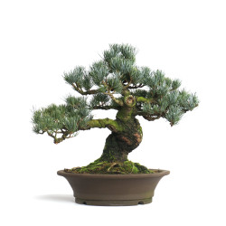 Pinus parviflora - B4604