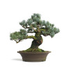 Pinus parviflora - B4604