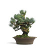 Pinus parviflora - B4604