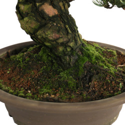 Pinus parviflora - B4604