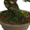 Pinus parviflora - B4604