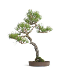 Pinus thunbergii - B4607