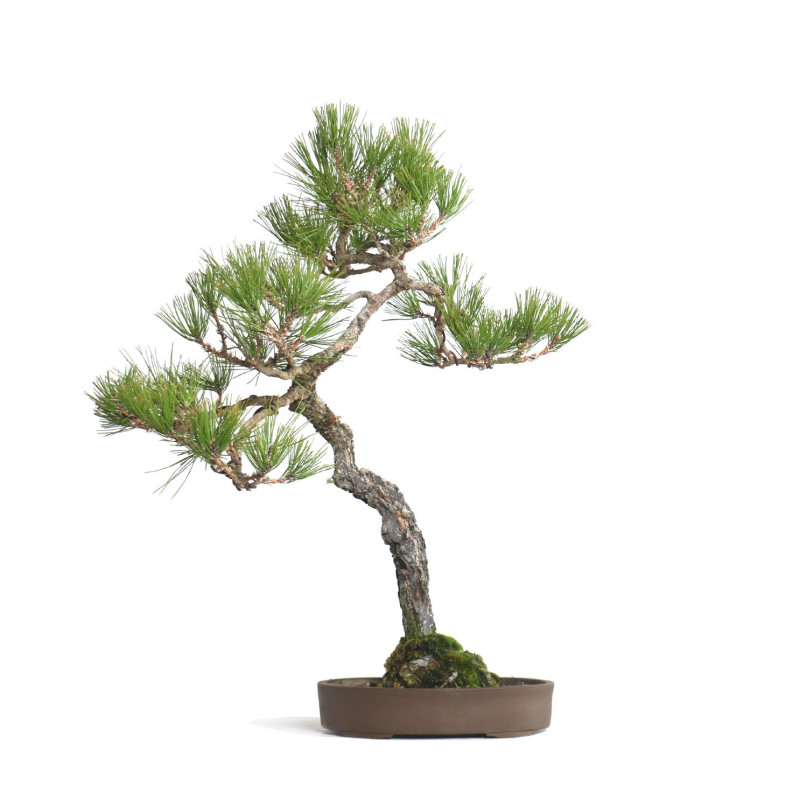 Pinus thunbergii - B4607