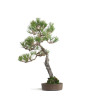 Pinus thunbergii - B4607