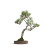 Pinus thunbergii - B4607