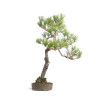 Pinus thunbergii - B4607