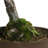 Pinus thunbergii - B4607