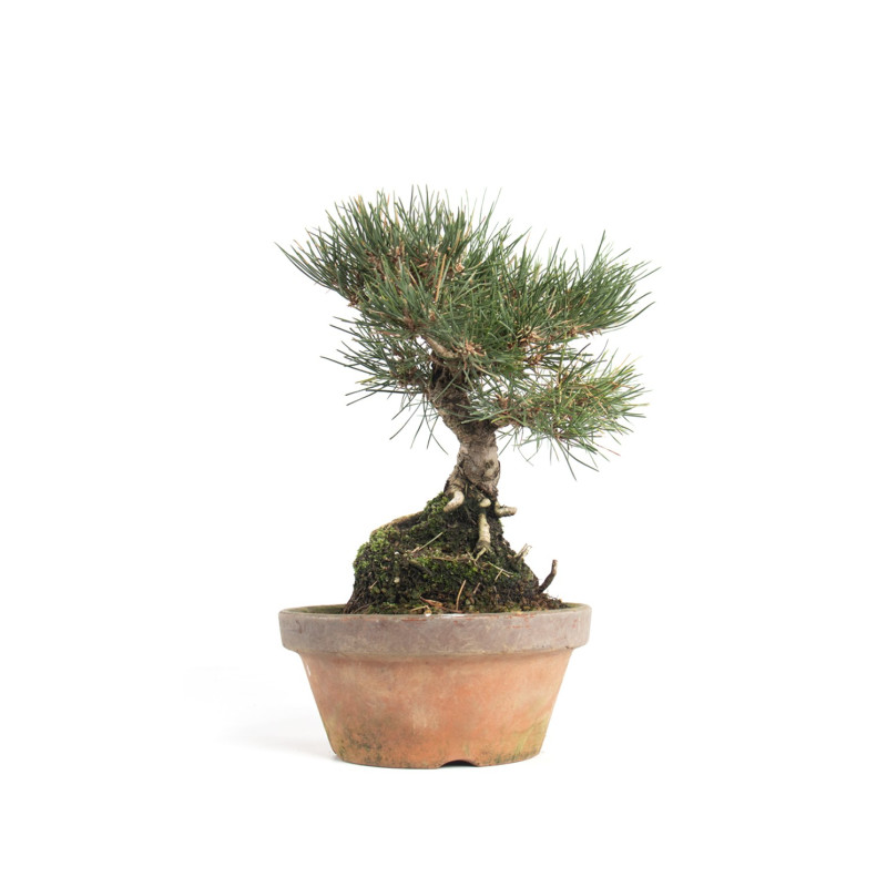 Pinus thunbergii - B4699