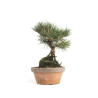 Pinus thunbergii - B4699