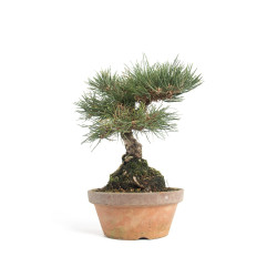 Pinus thunbergii - B4699