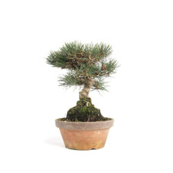 Pinus thunbergii - B4699