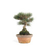 Pinus thunbergii - B4699