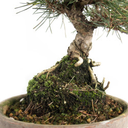 Pinus thunbergii - B4699