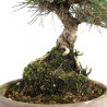 Pinus thunbergii - B4699